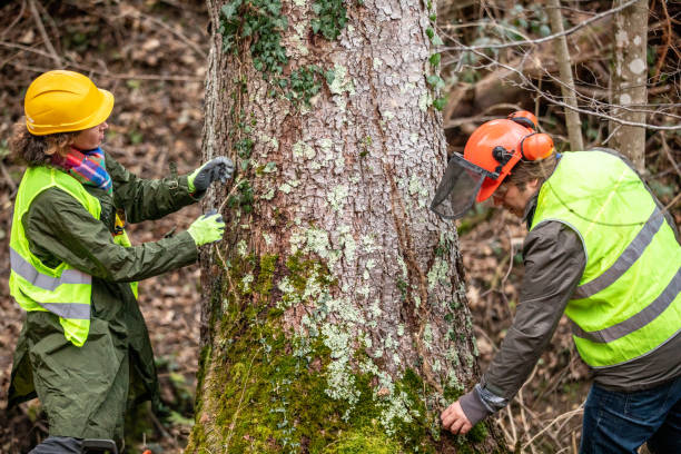 Best Tree Disease Treatment  in Preston, ID