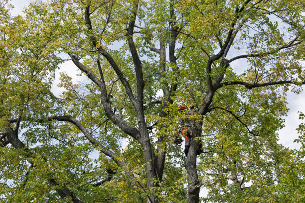 Best Tree Trimming and Pruning  in Preston, ID